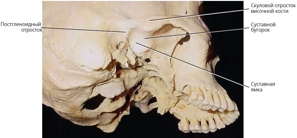 Клыковой ямки. Сосцевидный отросток анатомия. Суставной бугорок височной кости. Височная кость черепа анатомия. Скуловой отросток височной кости.